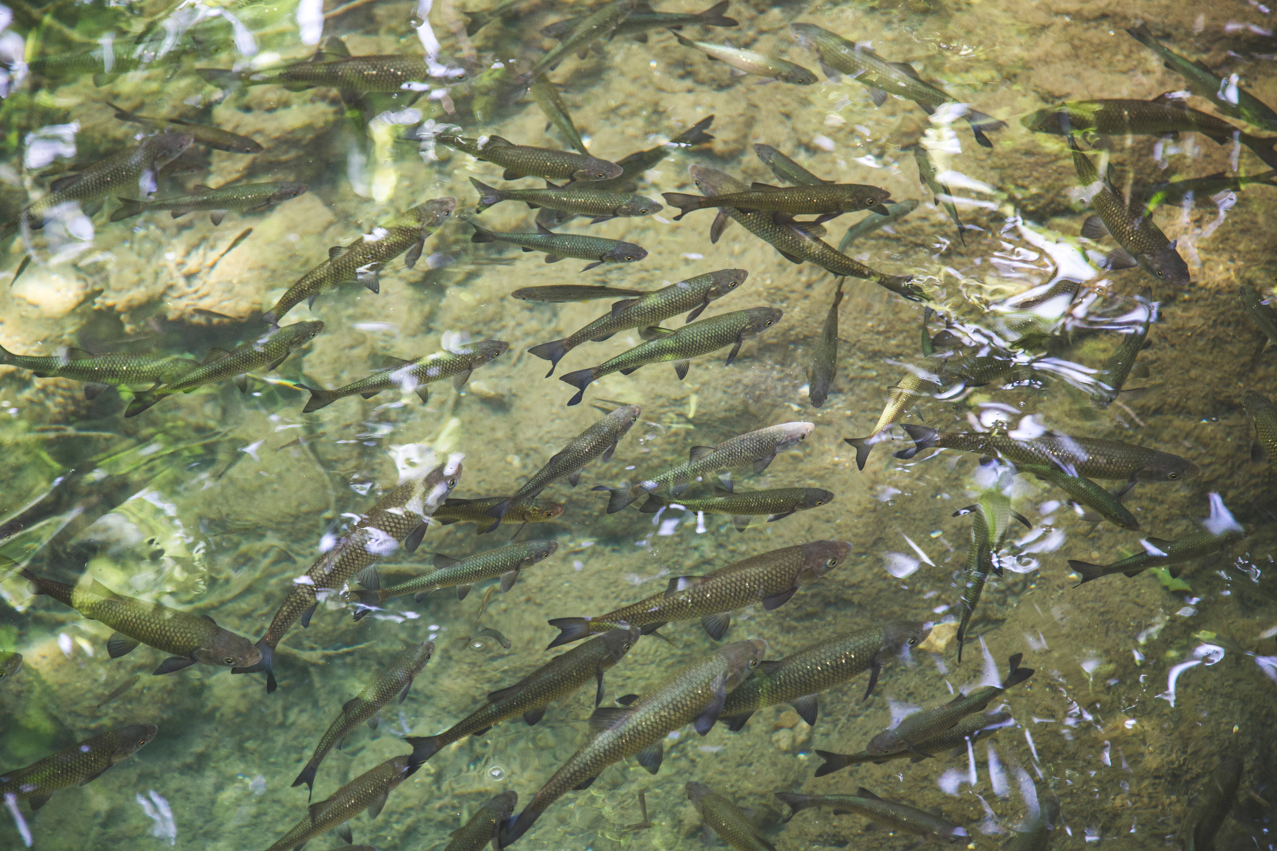 Mining and Salmon Don’t Mix