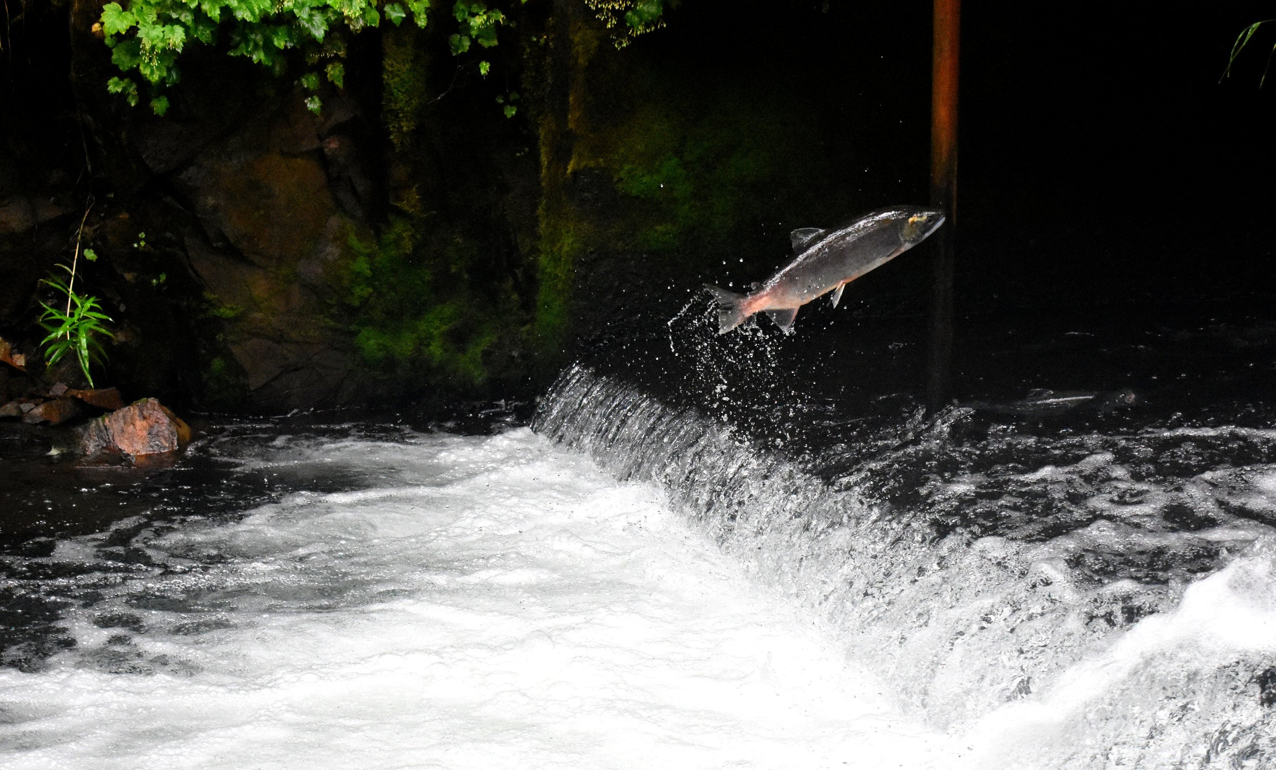 Mining and Salmon Don’t Mix
